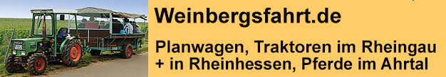 Weinbergsfahrten im Rheingau und in Rheinhessen mit Winzern und Weinproben sowie Vesper in den Weinbergen